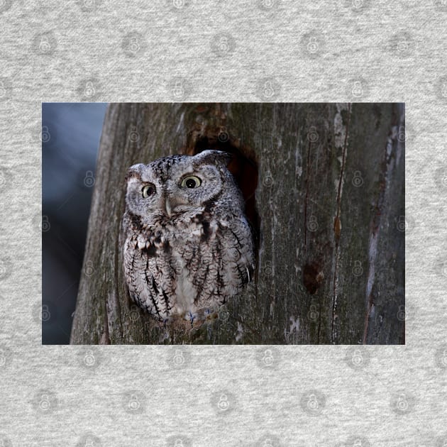 Eastern Screech-Owl by Jim Cumming